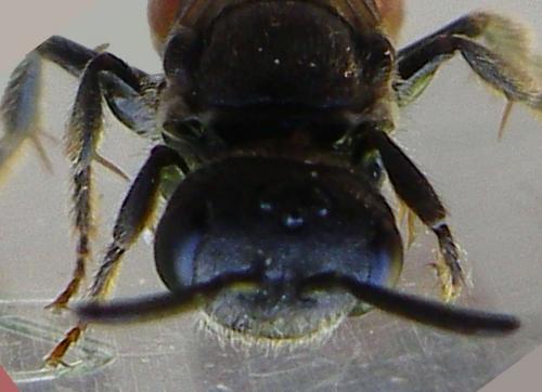 Sphecodes sp.